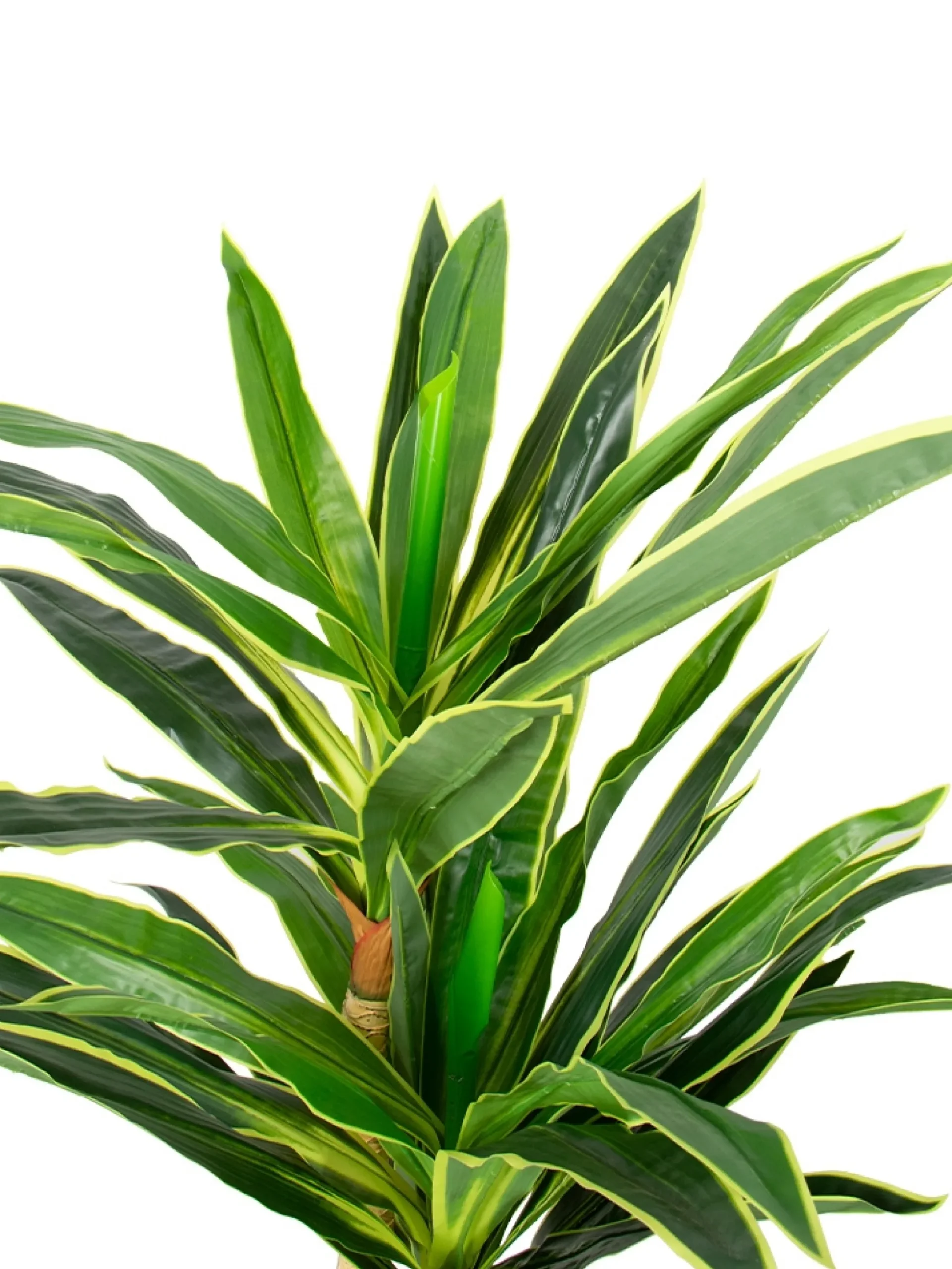 Kunstig Dracena Plante - Højde 170 cm - Lange flotte blade - Kunstig gulvplante
